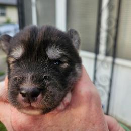 Bravo - Agouti and white male Siberian Husky puppy in Louisville, Kentucky from Wild Hunt Huskies