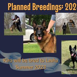 German Shepherd Puppies from Austerlitz German Shepherds