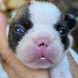Pied piper - Fawn and white female French Bulldog puppy in Polk City, Florida from Best Friend Frenchies, LLC