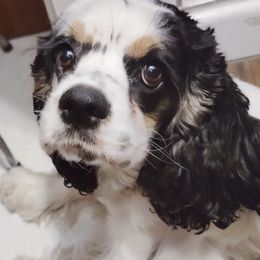 Cocker Spaniels from Carvajal Cockers