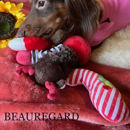 Dachshund Puppies from GretaLo Dachshunds