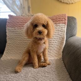 Hayes - Apricot male Poodle puppy in Live Oak, Florida from Grams Poodle Babies