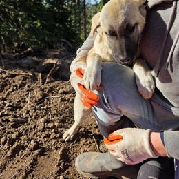 Central Asian Shepherd Dog and Kangal Puppies from VSH Kangal Dogs