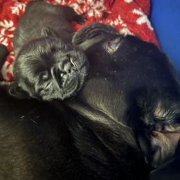 Pug Puppies from Love Pugs