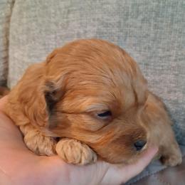 Woody F1b - Red male Cavapoo puppy in Centerton, Arkansas from Velvet Paws Cavapoos