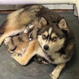 Reja - Pomsky