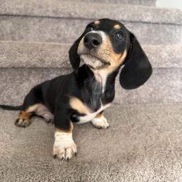 Eazy - Blue and cream male Dachshund puppy in Hutto, Texas from B & D Dachshunds