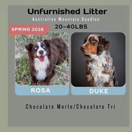 Australian Mountain Doodle puppies from Dry Canyon Pups