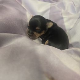 Male 1 - Black and gold male Yorkshire Terrier puppy in Hesperia, California from Diamond Doll Yorkies