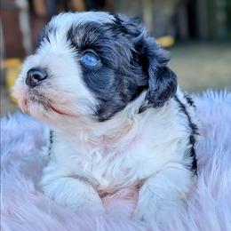 Missi - Parti female Miniature Schnauzer puppy in Lufkin, Texas from Texas Lil Cowdogs