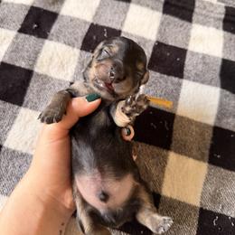 Male 2 (yellow collar) - Black and tan male Dachshund puppy in Modesto, California from Once Upon a Mini Dachshund