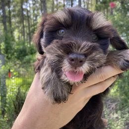 Hershey (liver-rust, liver-red) AKC - Liver female Miniature Schnauzer puppy in Kountze, Texas from Arsement Farms