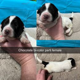 Bernedoodle, Cockapoo, and Goldendoodle Puppies from Clad Doodles