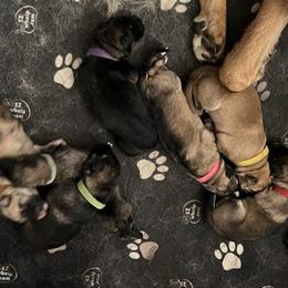 German Shepherd Puppies from RED’s Legendary German Shepherds