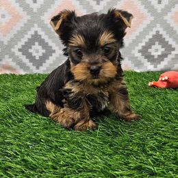 Livy - Blue and gold female Yorkshire Terrier puppy in Monticello, Iowa from Ashley’s Puppies
