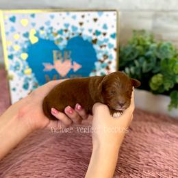 Orange Collar - Red male Cavapoo puppy in St George, Utah from Picture Perfect Doodles