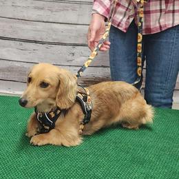 Stella - Dachshund