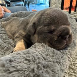 Cassie - Tricolors female French Bulldog puppy in Clifton, Texas from Blue Ribbon French Bulldogs