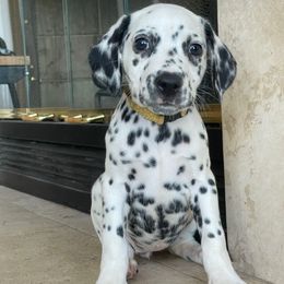 Girl 3 - White and black female Dalmatian puppy in Lake Mathews, California from Bully Market