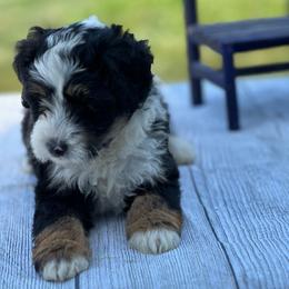 Bailey - Tri-color female Bernedoodle puppy in Moulton, Iowa from Shondel Puppy Paws
