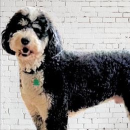 Pepper - Bernedoodle