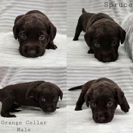 Spruce - Orange Collar - Chocolate male Labrador Retriever puppy in Boyd, Minnesota from Lindley Labradors