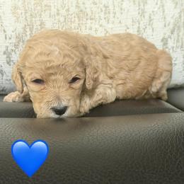 Toby - Apricot male Goldendoodle puppy in Naples, Florida from Goldendoodles Of Naples