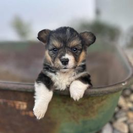 Sally - Black and tan female Pembroke Welsh Corgi puppy in Washington from Castle View Royal Rumps