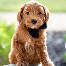 Boone - Red  male Goldendoodle puppy in Lumberton, Mississippi from SouthernDoodlebug/ Utah Doodlebug