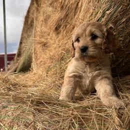 Butterball - Cream male Goldendoodle puppy in Washington from 7 Sisters Cockapoos