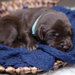 Labrador Retriever Puppies from AGL Retrievers