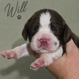Will - Liver and white male English Springer Spaniel puppy in Fort White, Florida from Thunderbird Springers