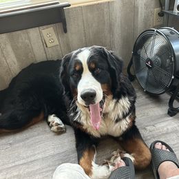 Bernese Mountain Dog Puppies from Lonesome Pine Farm