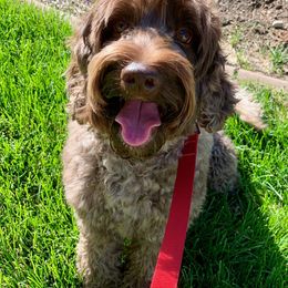 Rosie - Australian Labradoodle