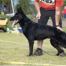 Tiki - German Shepherd