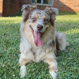 Karma - Australian Shepherd