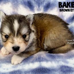 Baker - Silver male Pomsky puppy in Sheffield, Iowa from Clover Ridge Pomskies