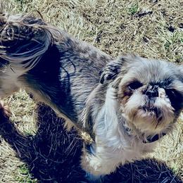 Shih Tzu puppies from Dempsey’s Darlings