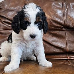 Lucky - Black and white male Bernedoodle puppy in Decatur, Georgia from So Adoodable