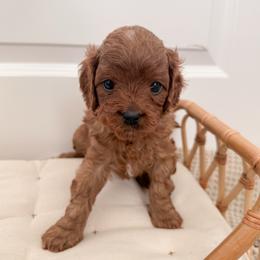 Pretzel - Red male Cavapoo puppy in Apache Junction, Arizona from Coffey House Doodles