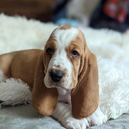 Washington - Basset Hound puppy from Foreman's Freckled Basset Hounds