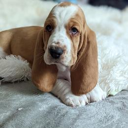 Washington - Basset Hound puppy from Foreman's Freckled Basset Hounds