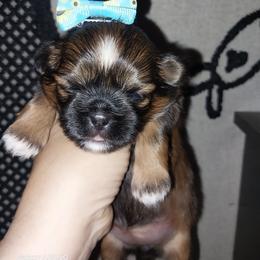 Daisy - Chocolate and tan female Shih Tzu puppy in Arcadia, Florida from Kitsune Cuddles and kisses