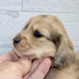 Olympia (Purple Band) - Cream female Dachshund puppy in Raleigh, North Carolina from McLovin Doxies