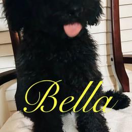 Poodle Puppies from Semmy’s standard Poodle