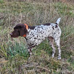 Ellie - German Shorthaired Pointer