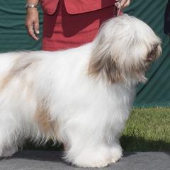Parson Russell Terriers and Polish Lowland Sheepdogs from Stonebrook
