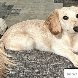 Millie - Dachshund