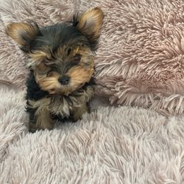 Yorkshire Terrier Puppies from Happy tail yorkies