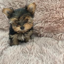 Yorkshire Terrier Puppies from Happy tail yorkies